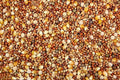 A close-up view of pigeon feed which includes a mix of milo, popcorn, peas, and wheat grains.
