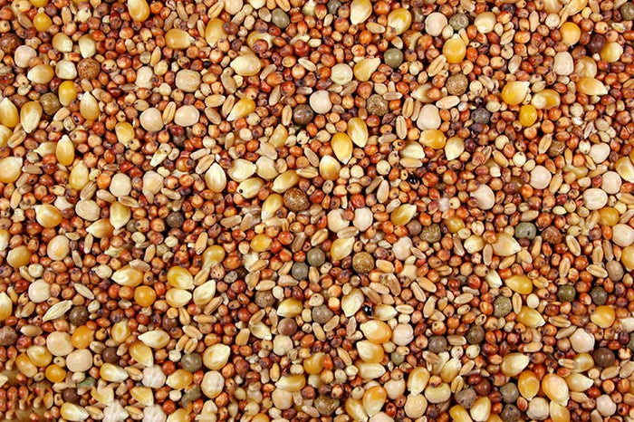 A close-up view of pigeon feed which includes a mix of milo, popcorn, peas, and wheat grains.