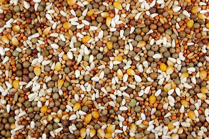 High-Protein Bird Feed with Austrian Peas for Pigeons