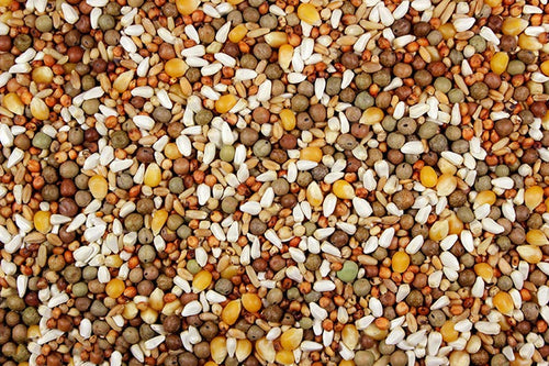 High-Protein Bird Feed with Austrian Peas for Pigeons