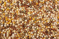 Premium Racing Pigeon Feed