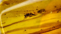 Natural Amber 32