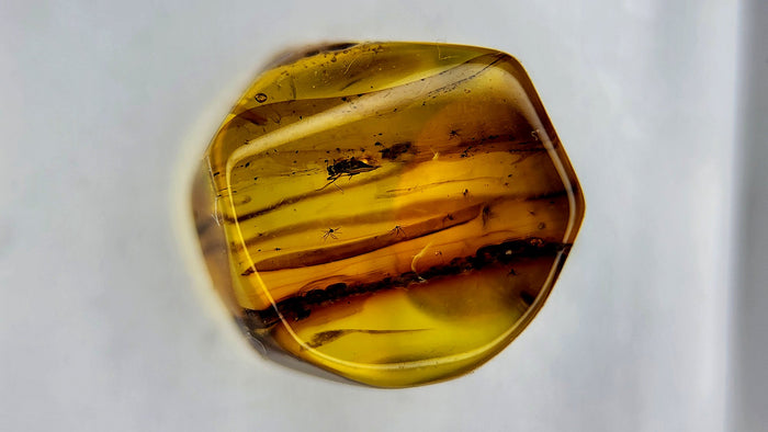 Baltic Amber 32