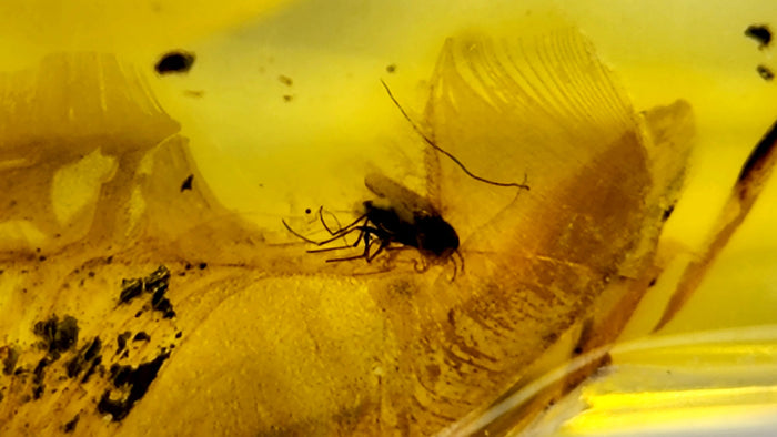 Natural Amber 45