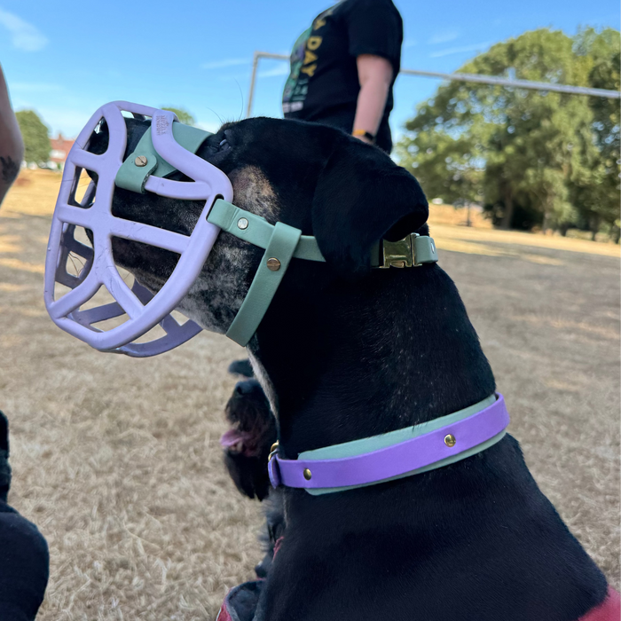 Dual Tone Collar 25mm - customisable