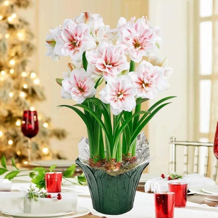 Aquaro Amaryllis in Foil Wrapped Pot