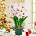 Aquaro Amaryllis in Foil Wrapped Pot