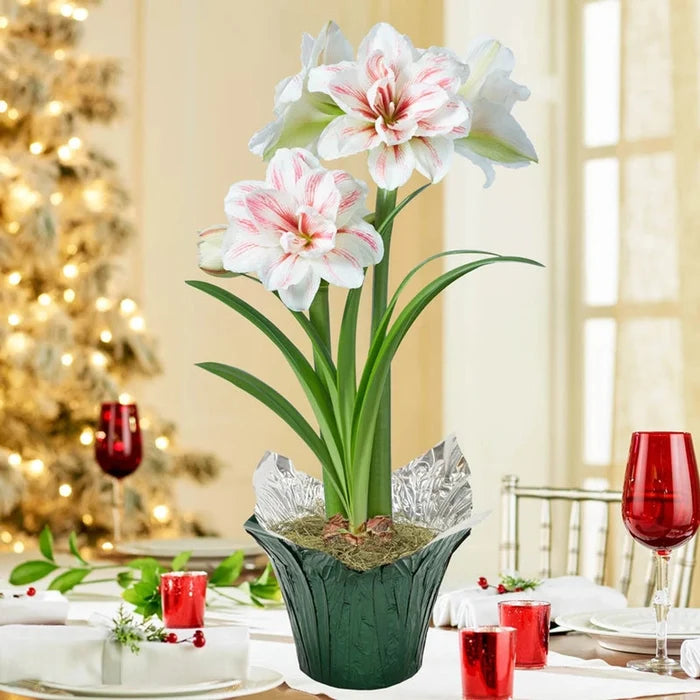 Aquaro Amaryllis in Foil Wrapped Pot