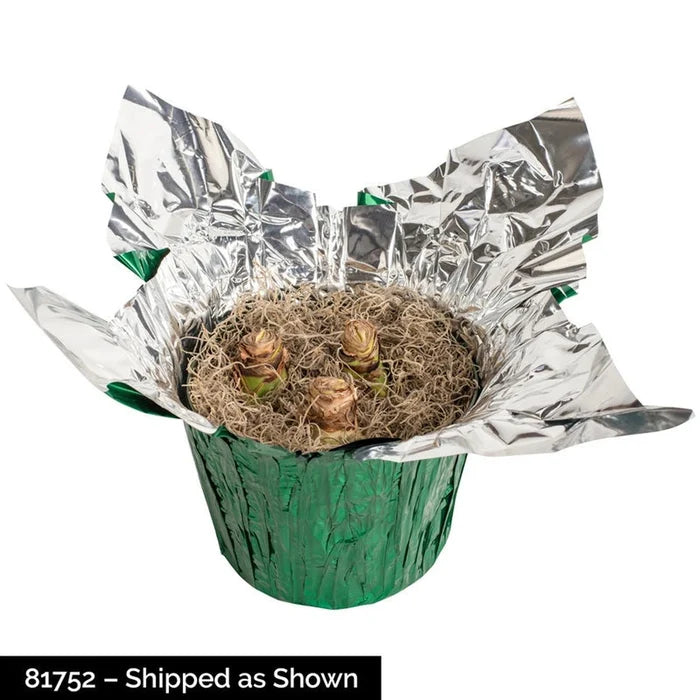 Aquaro Amaryllis in Foil Wrapped Pot
