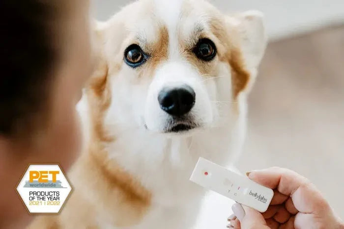 Bellylabs Canine Pregnancy Test