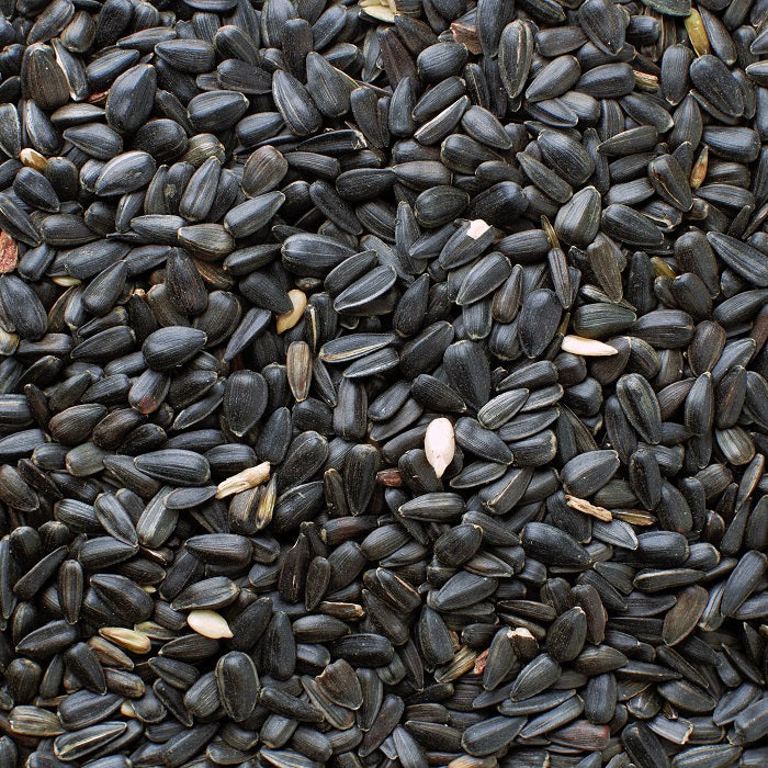 A close-up image of black oil sunflower seeds in shell.