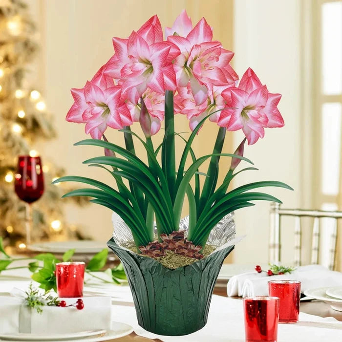 Blossom Peacock Amaryllis in Foil Wrapped Pot