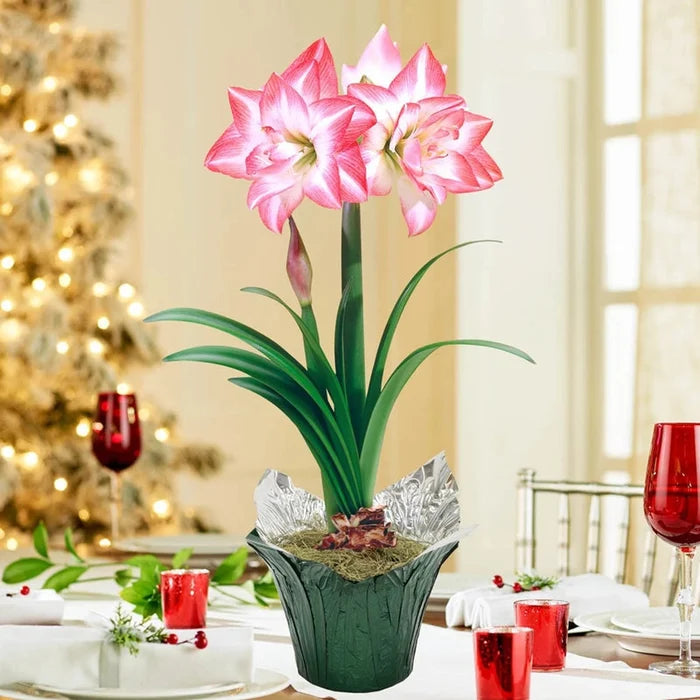 Blossom Peacock Amaryllis in Foil Wrapped Pot
