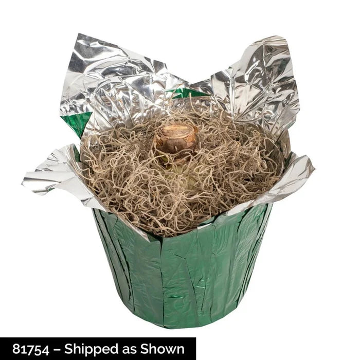Blossom Peacock Amaryllis in Foil Wrapped Pot