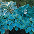 Blue Streak Hosta Mixture