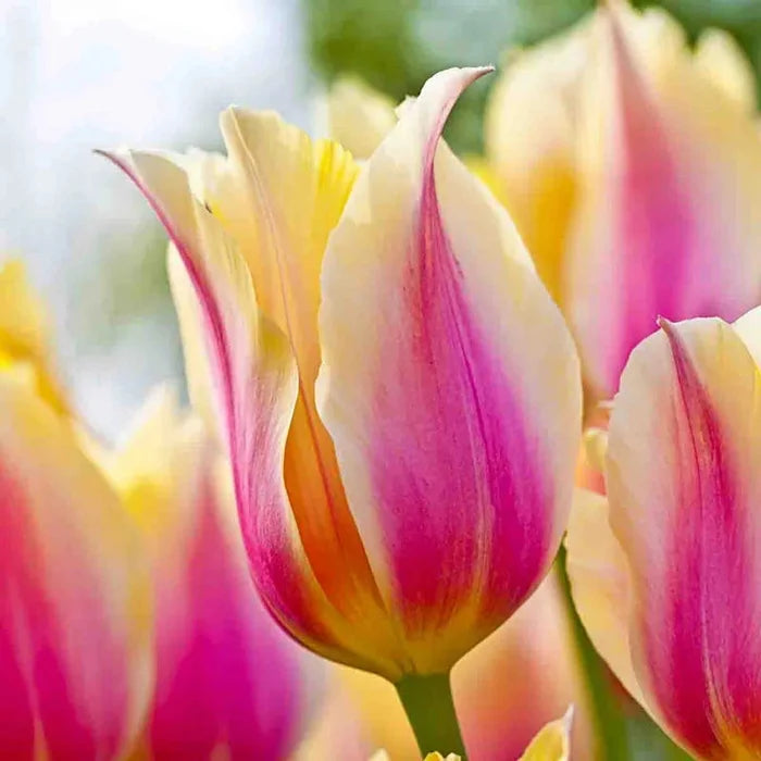 Blushing Beauty Tulip