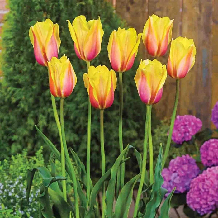 Blushing Beauty Tulip