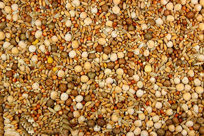 Premium Pigeon Breeding Food