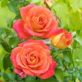 Burst of Joy™  Floribunda Rose