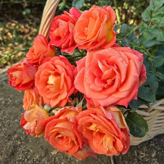 Burst of Joy™  Floribunda Rose