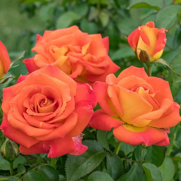 Burst of Joy™  Floribunda Rose