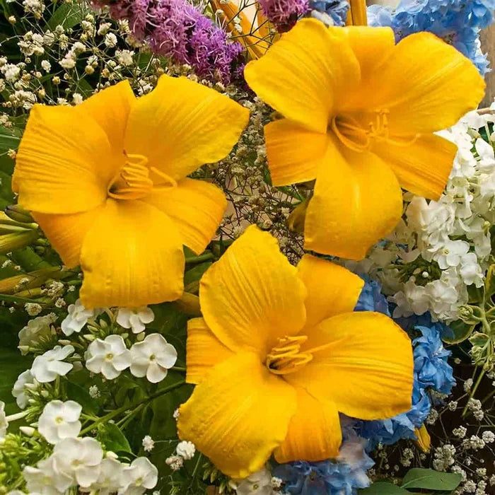 Buttered Popcorn Reblooming Daylily
