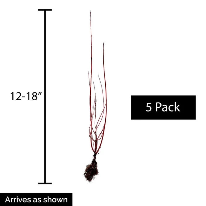Cardinal Red Twig Dogwood Hedge