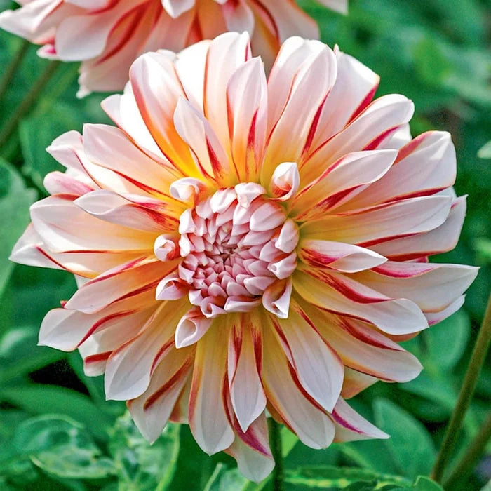 Caribbean Fantasy Dahlia