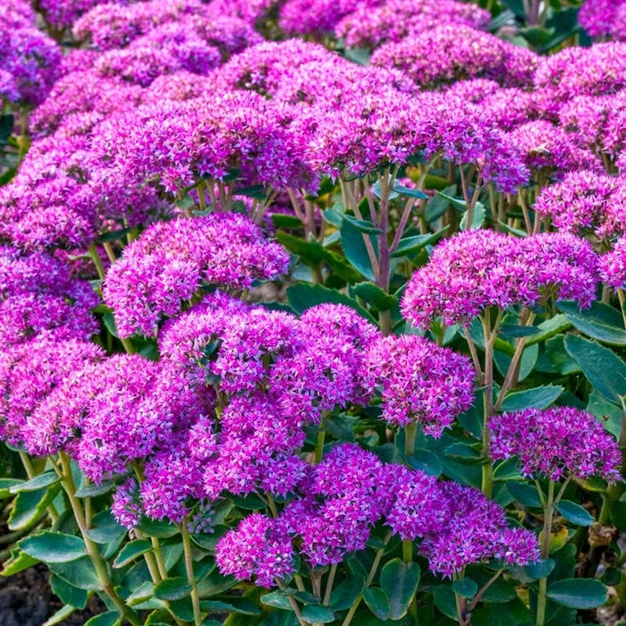 Carl Sedum