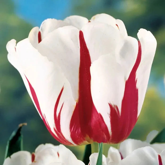 Carnaval De Rio Tulip