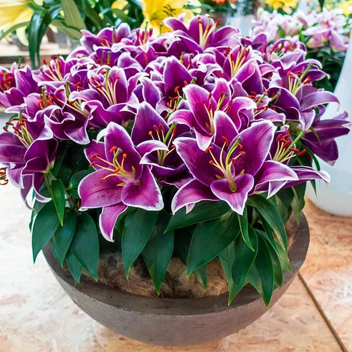 Carpet Border Lily Collection