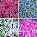 Carpet Collection Phlox