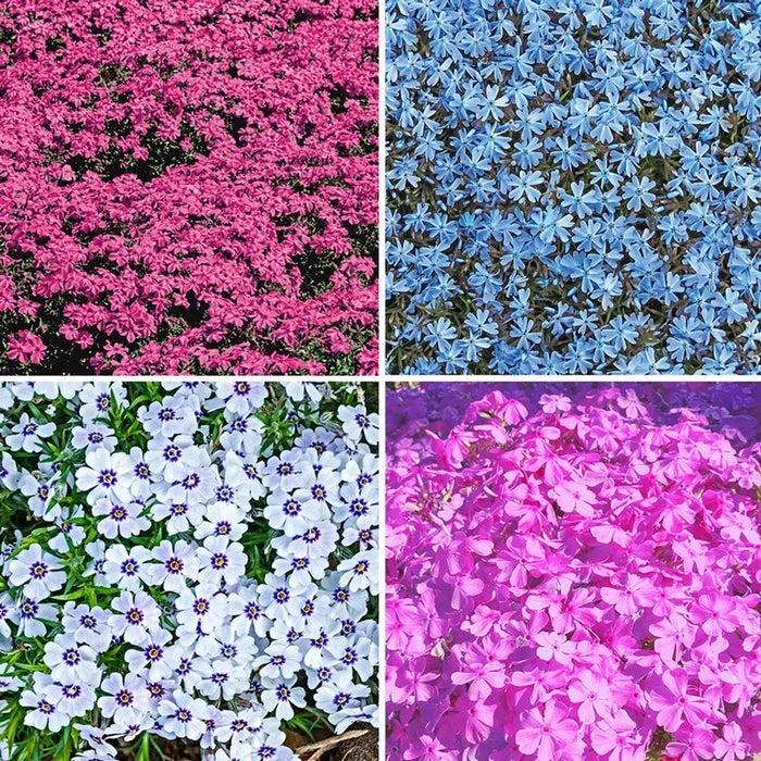 Carpet Collection Phlox