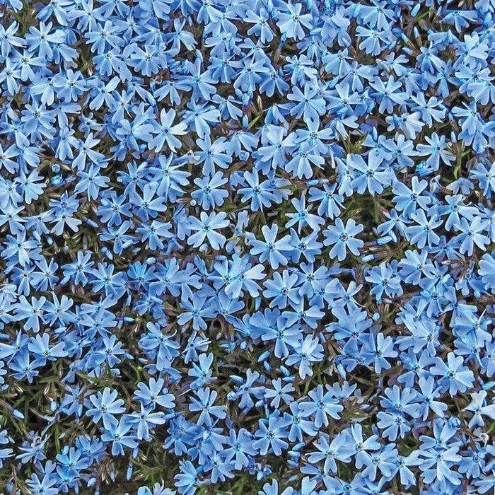 Carpet Collection Phlox