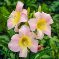 Catherine Woodbery Daylily