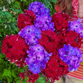 Celebration Phlox Mixture