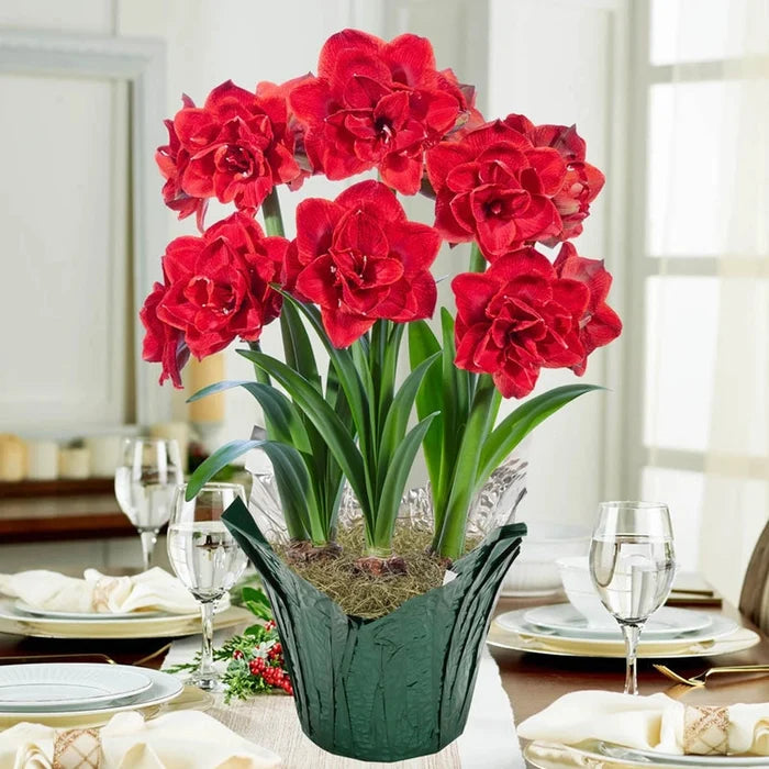 Cherry Nymph Amaryllis in Foil Wrapped Pot