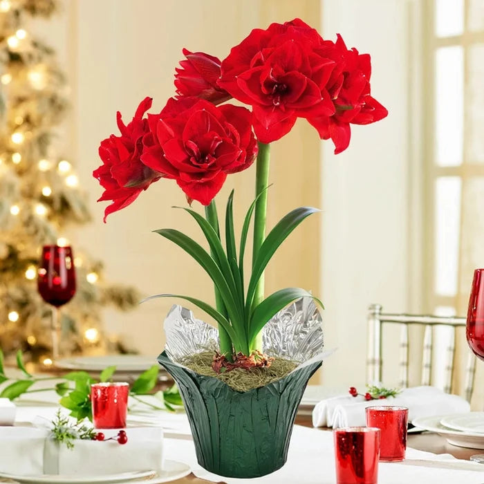 Cherry Nymph Amaryllis in Foil Wrapped Pot