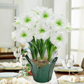 Christmas Gift Amaryllis in Foil Wrapped Pot