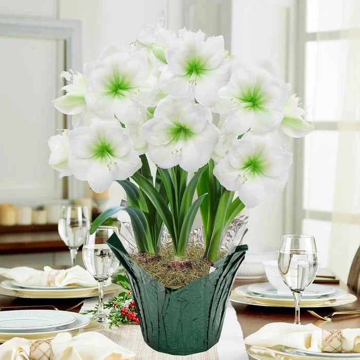 Christmas Gift Amaryllis in Foil Wrapped Pot