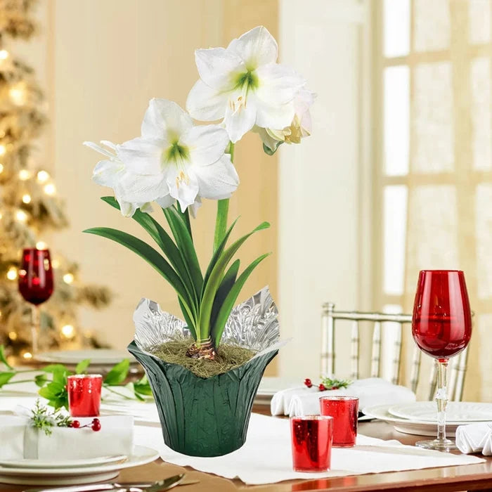 Christmas Gift Amaryllis in Foil Wrapped Pot