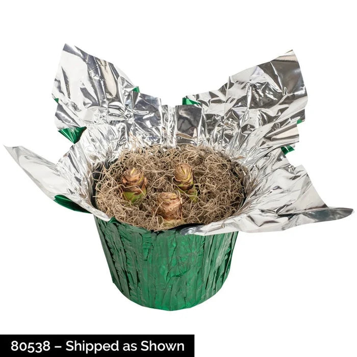 Christmas Gift Amaryllis in Foil Wrapped Pot