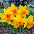 Classic Garden Daffodil