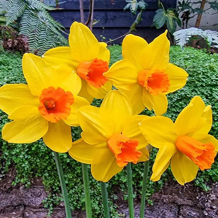 Classic Garden Daffodil