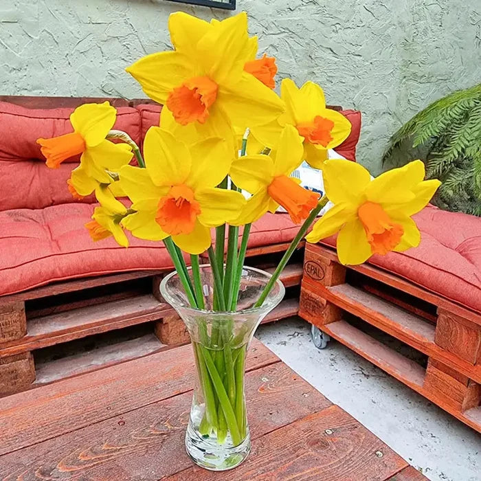 Classic Garden Daffodil