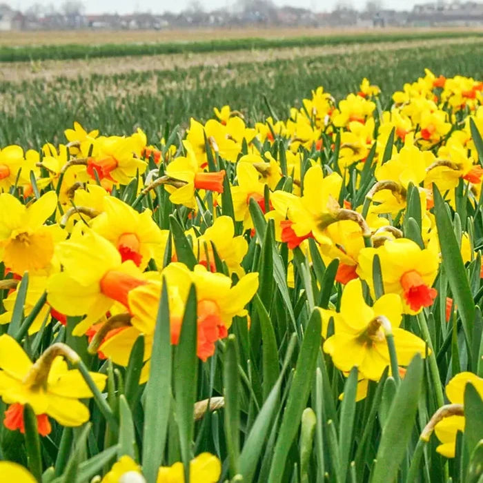 Classic Garden Daffodil
