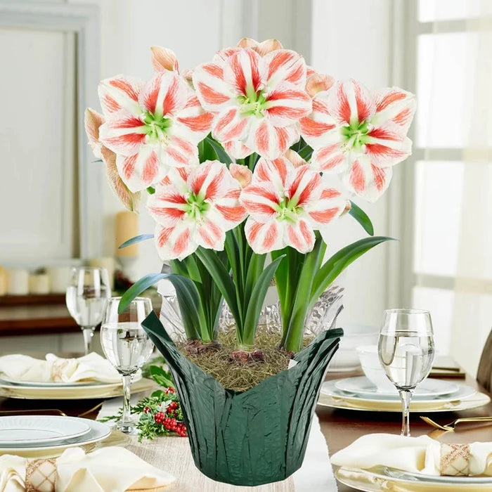 Clown Stripe Amaryllis in Foil Wrapped Pot