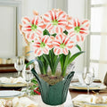 Clown Stripe Amaryllis in Foil Wrapped Pot