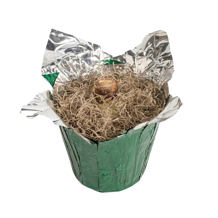 Clown Stripe Amaryllis in Foil Wrapped Pot
