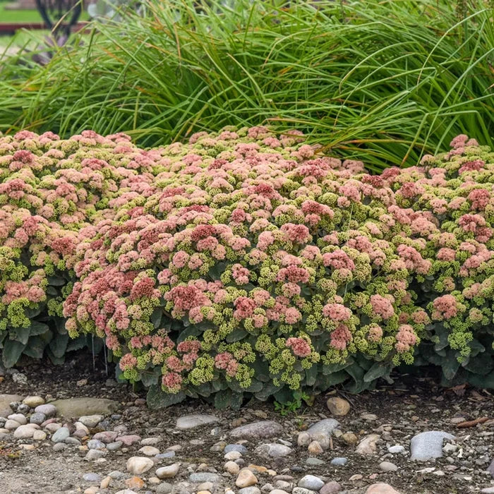 Coraljade Sedum